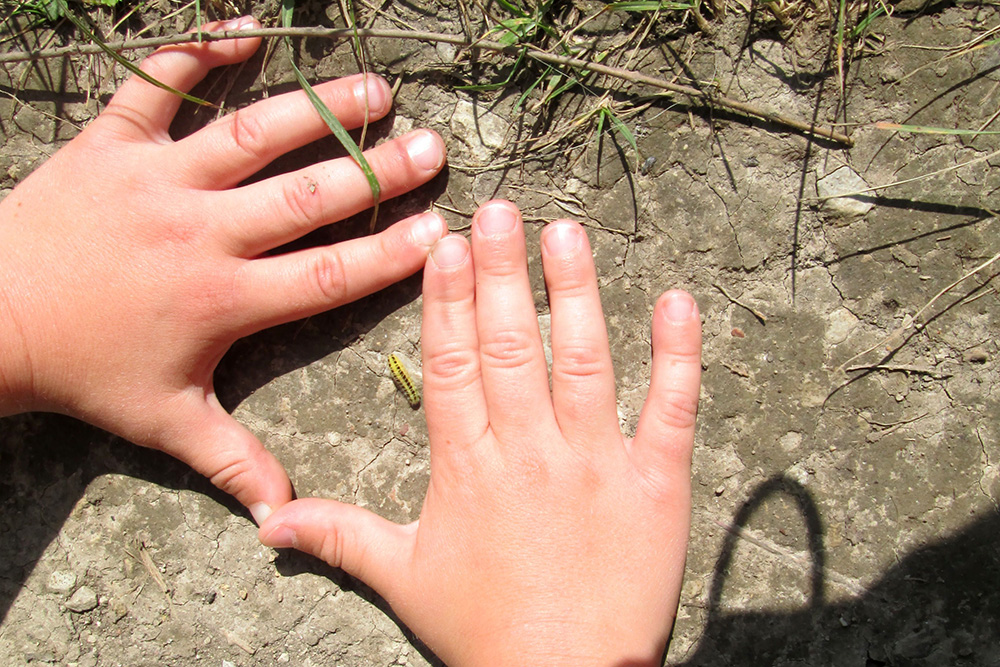 Children's hands frame caterpillar
